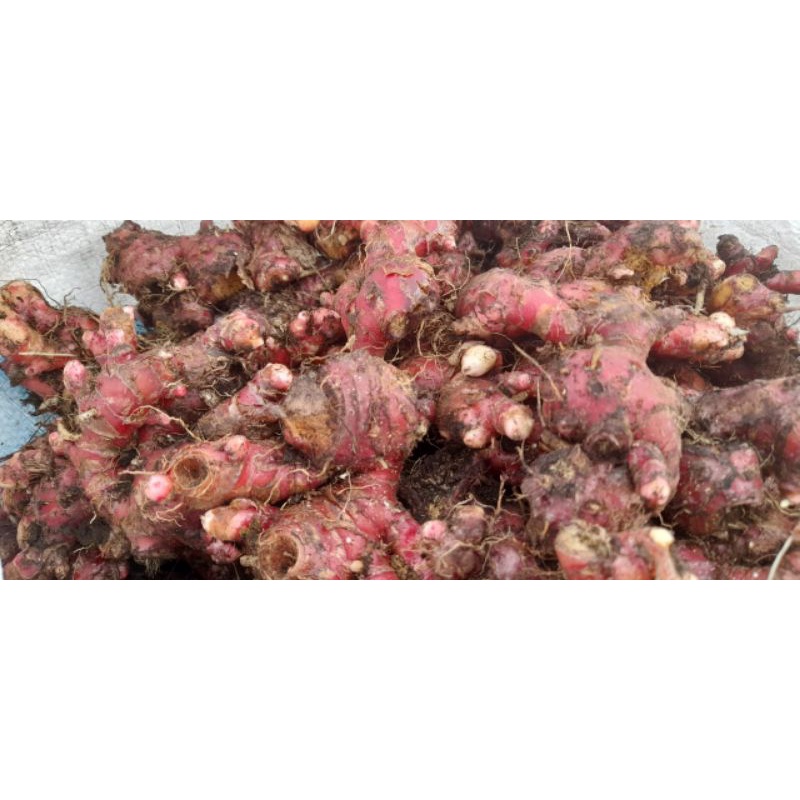 JAHE MERAH RIMPANG BESAR 1KG