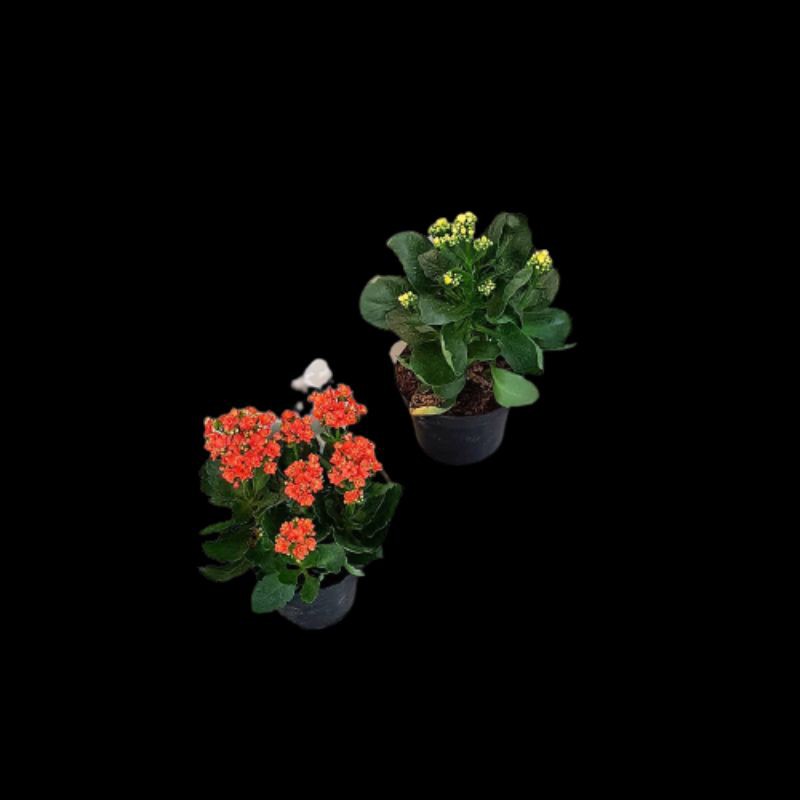PROMO TANAMAN HIAS BUNGA SUPER CALANDIVA KALANCHOE COCOR BEBEK WARNA RANDOM | TERMURAH!