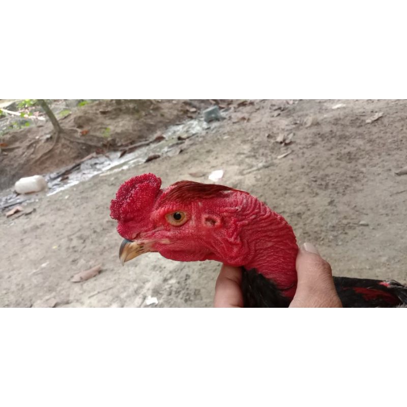 

Telur ayam saigon x Pamangon bulbi jenger wilah fertil