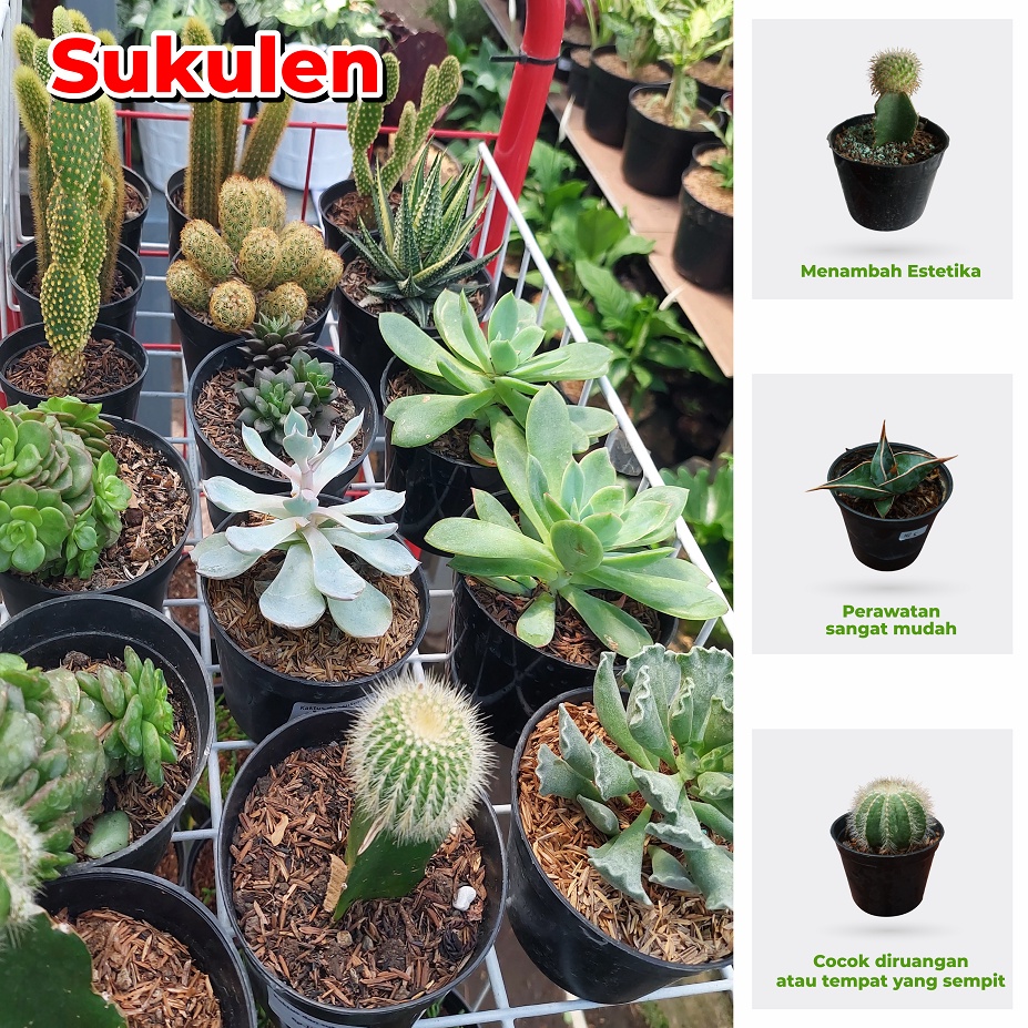 Tanaman Hias Hidup Kaktus Sukulen Succulent PG KDR