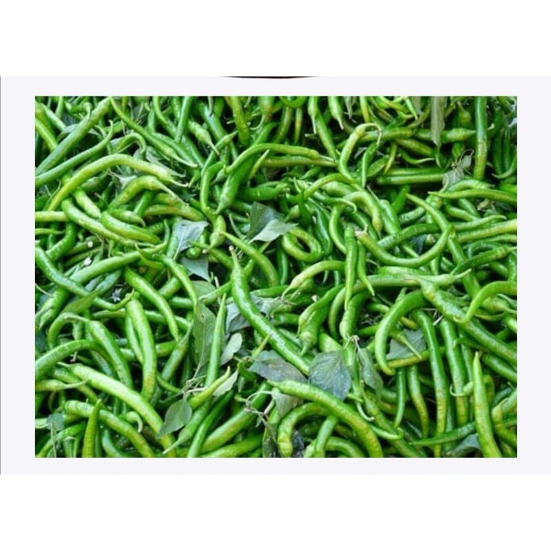 

Cabe ijo keriting 100 gram