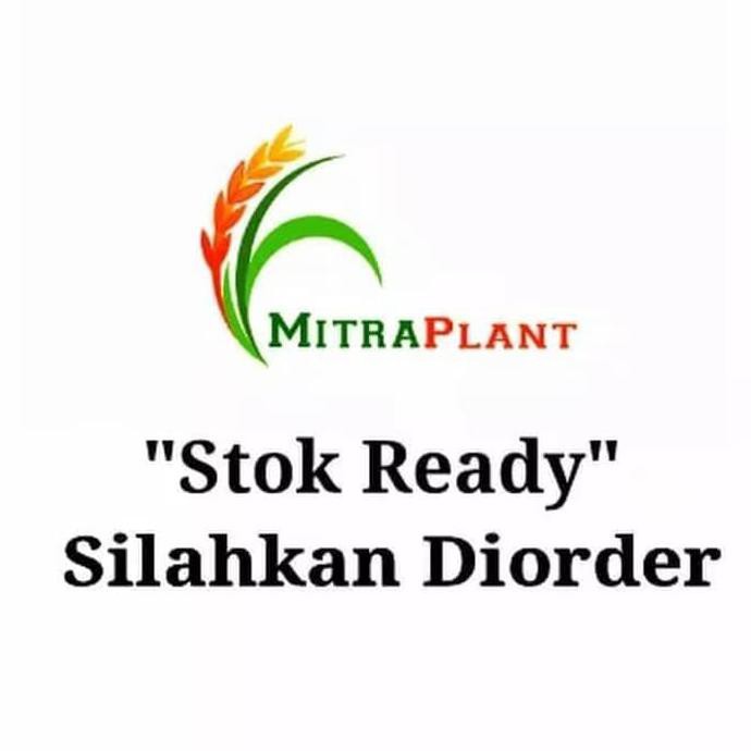 idle "_" bibit pohon buah jeruk sunkis - jeruk sankis - sudah berbuah-