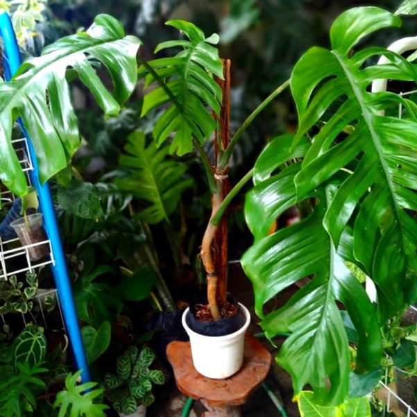 Jual Dijual Tanaman Hias Monstera Ekor Naga Berkualitas Shopee Indonesia