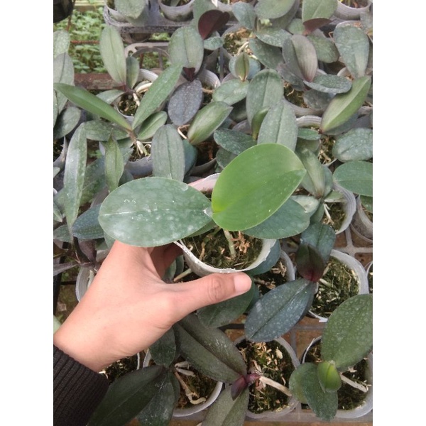 Promo gilaa  Remaja anggrek bulan koleksi