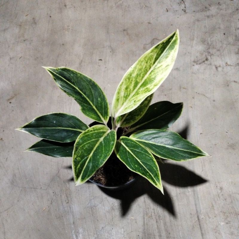 aglonema lipstik white