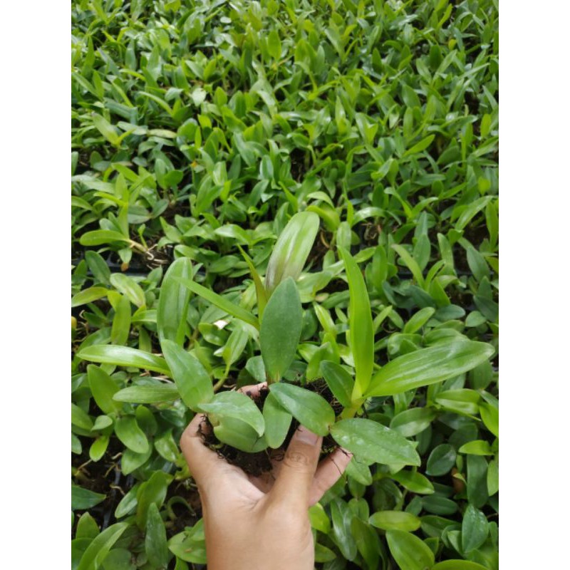 Seedling Dendrobium Bulat