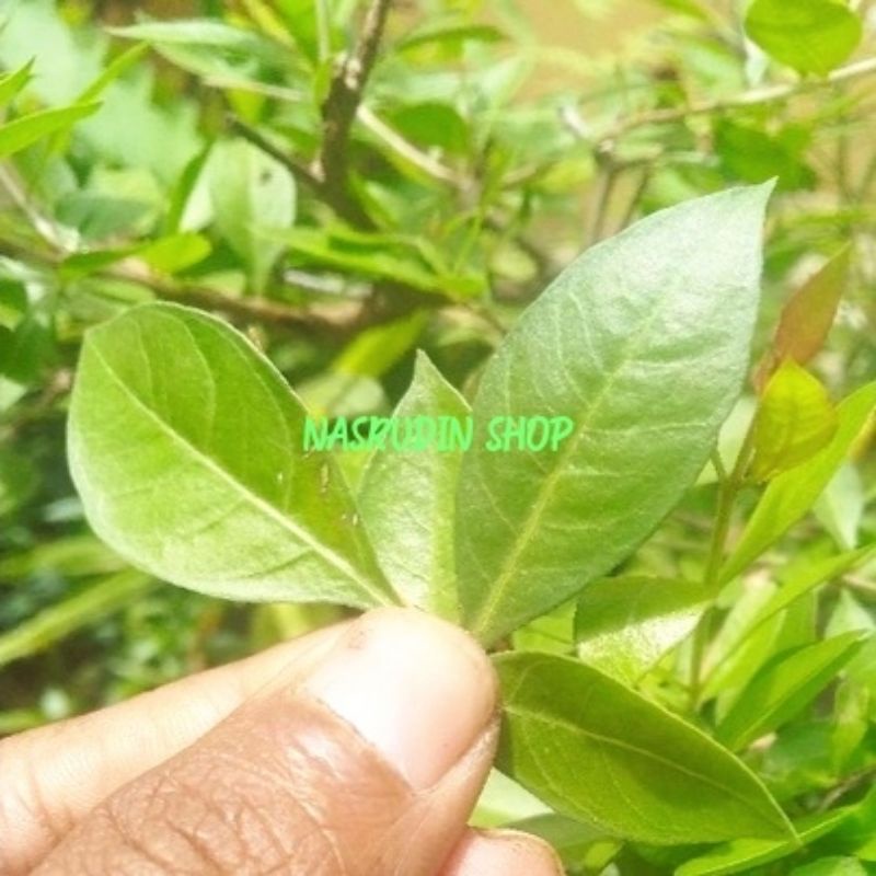 

[Fresh] DAUN PACAR KUKU SEGAR 100 LEMBAR / DAUN HENNA LANGSUNG PETIK / DAUN PACAR ARAB KUSUS DAUN /