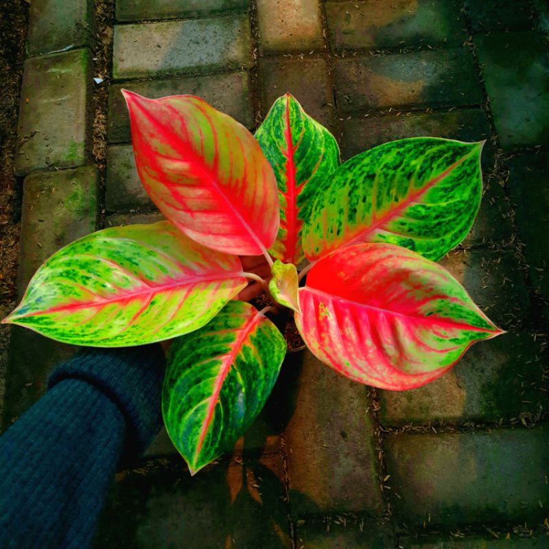 TANAMAN HIAS AGLONEMA ANDINI AGLONEMA MURAH ANDINI 》COD