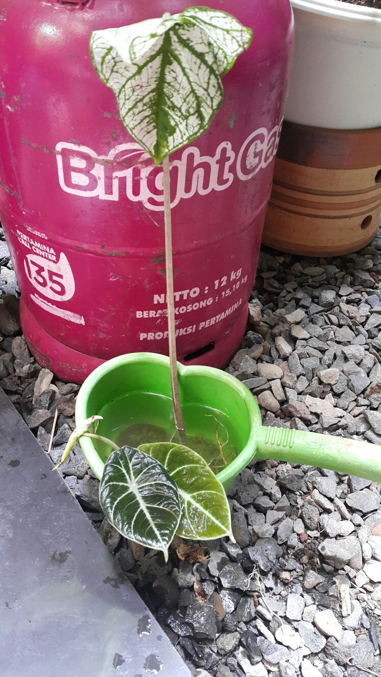 Alokasia Black Velvet Remaja Daun 1 - 2 Dan 3