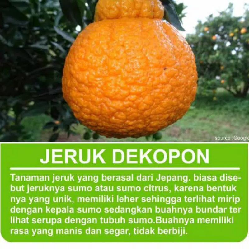 bibit jeruk dekopon super
