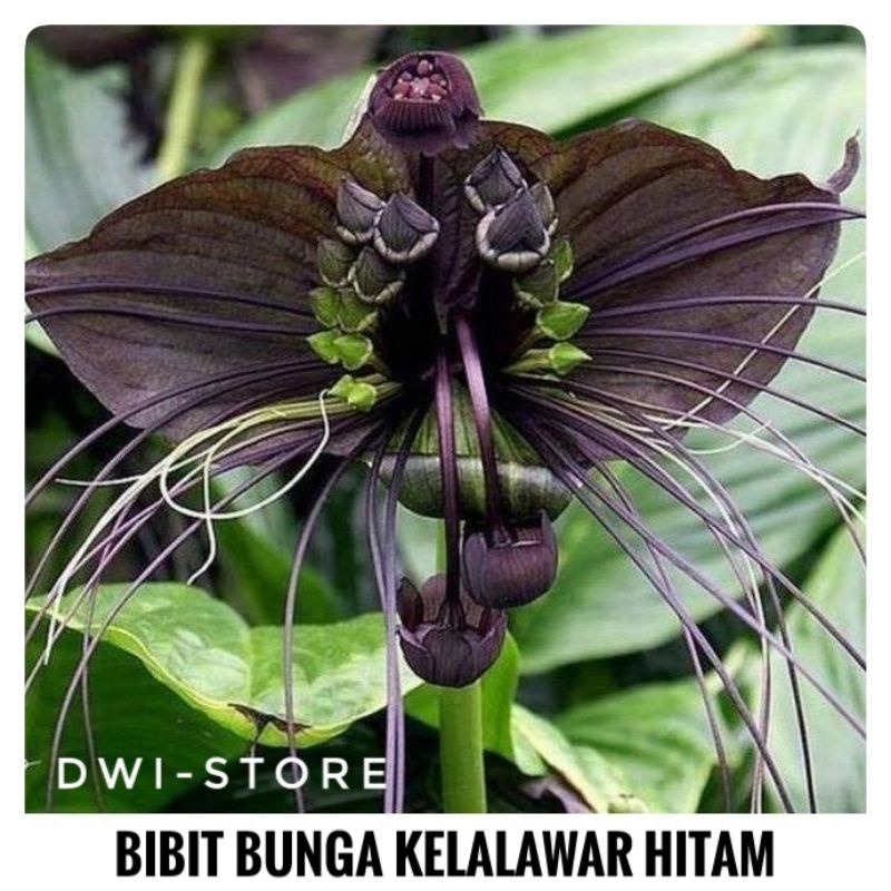 Bibit Bunga Tacca - Anggrek Kelalawar Hitam - Tacca Unik Langka - Tanaman Hias