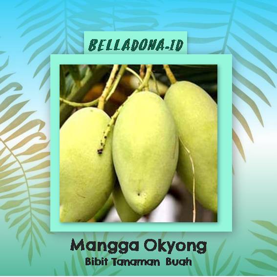

Bibit Tanaman Buah Mangga Okyong 60cm