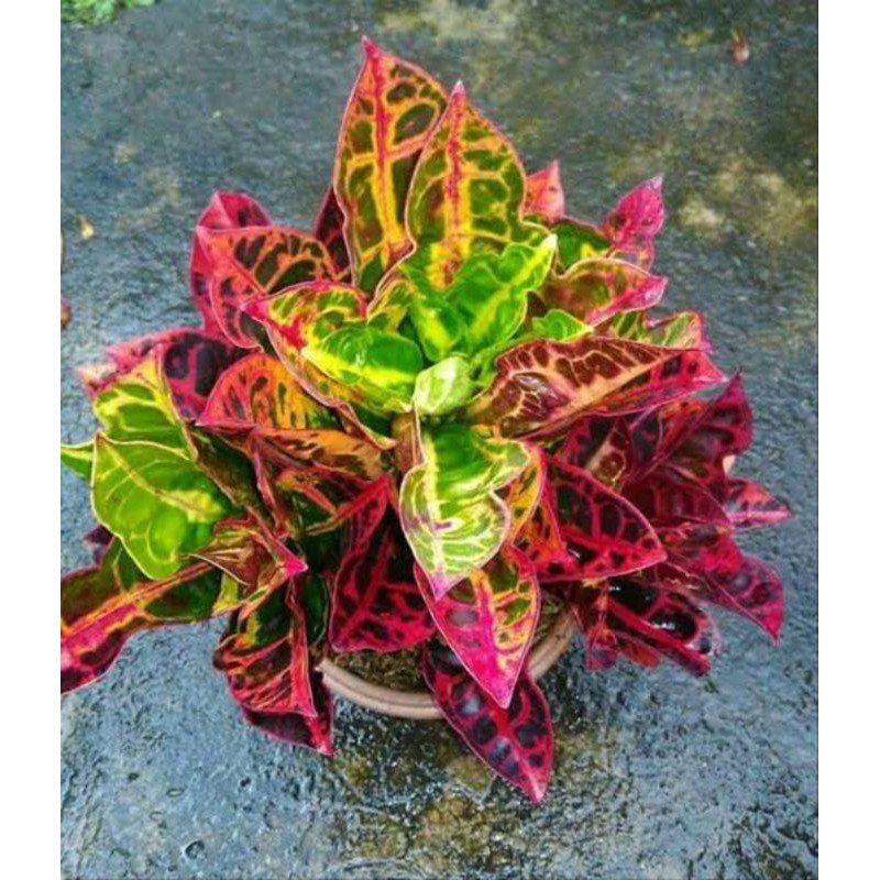 Tanaman hias Puring kura merah king