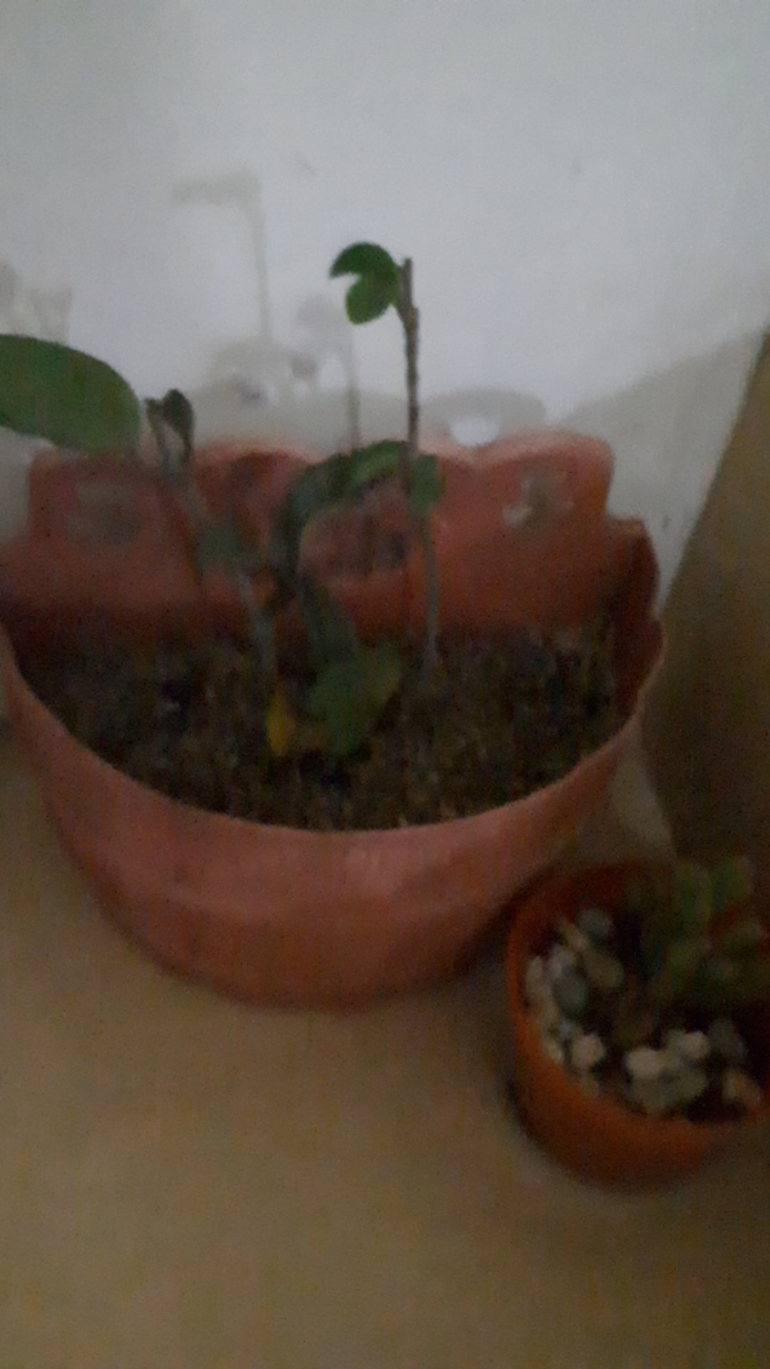 Tanaman Hias Hoya Bunga Merah Mindorensis Red Untuk Tanaman Gantung