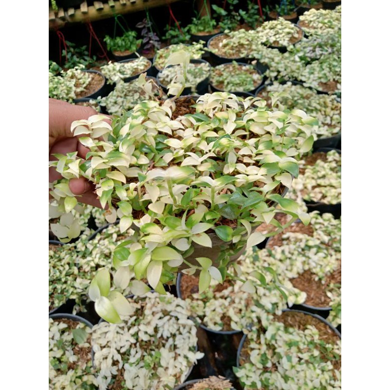 Tanaman gantung air mata janda