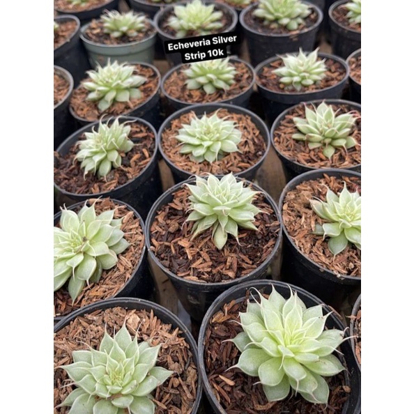 Sukulen Echeveria Silver Strip