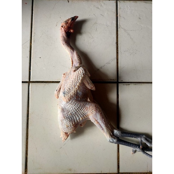 

Ayam Kampung Fresh