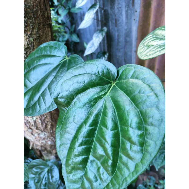 

daun sirih super lebar