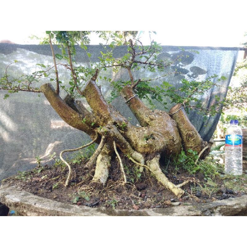 Bahan Bonsai Serut Jumbo Bonggol Unik Realpict 19