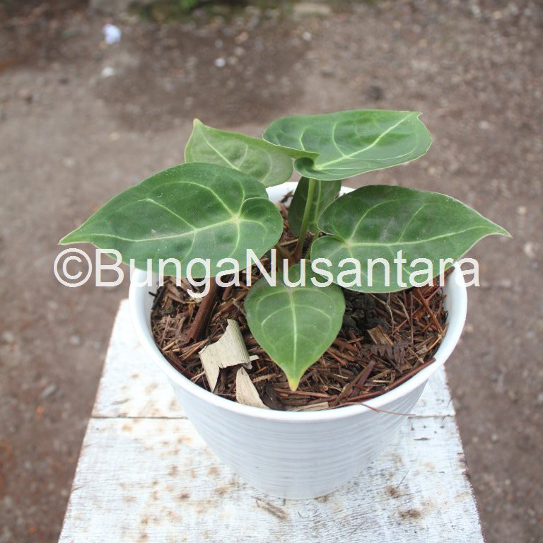Kuping Gajah Silver Blast