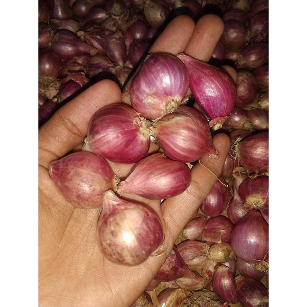 

bawang merah