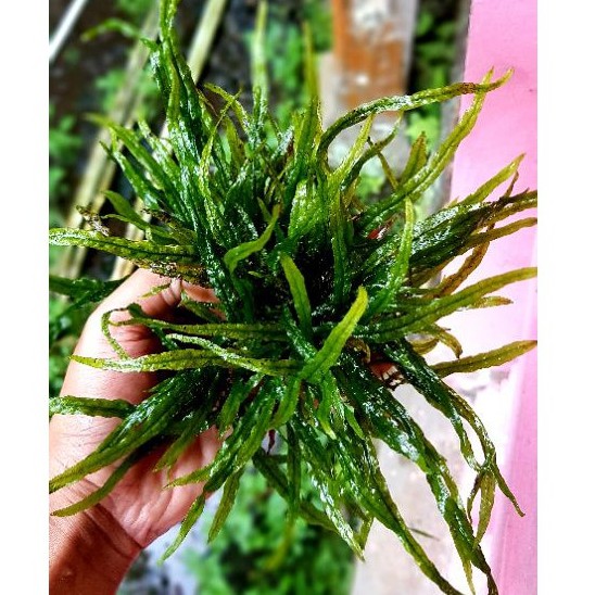 Kadaka Needle 1 Clumb 106 Daun - Tanaman Aquascape