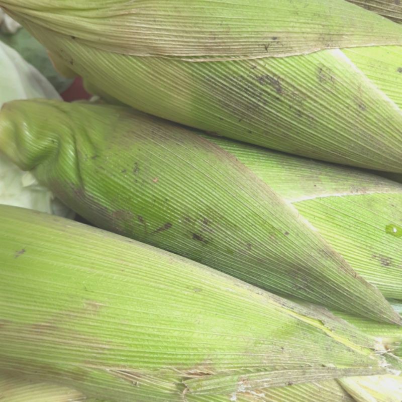 

jagung manis 1buah