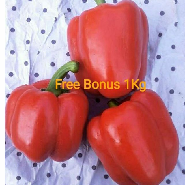 

Paprika Merah + Gratis Bonus