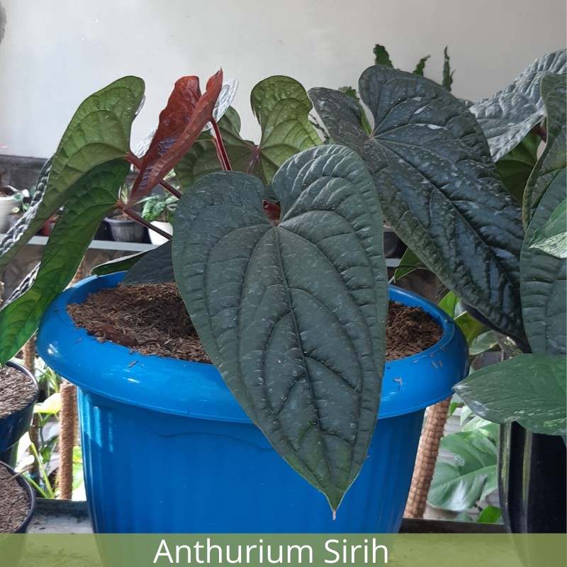 Anthurium Sirih (Besar)