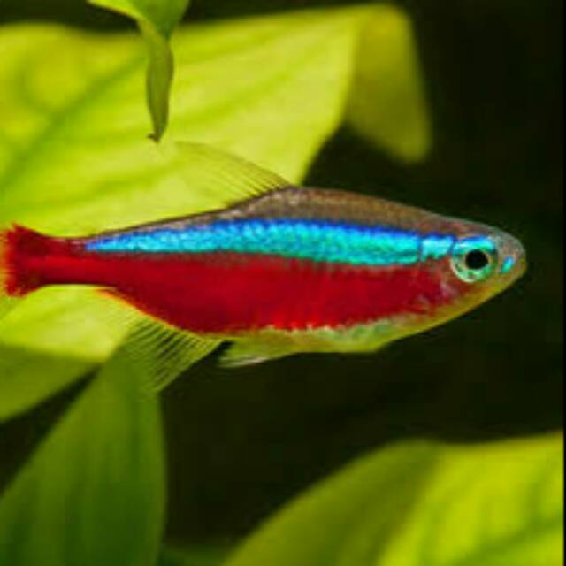 Ikan Hias Neon Cardinal Tetra Shopee Indonesia