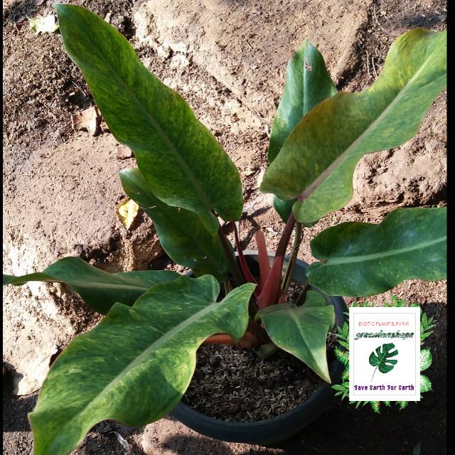 Philodendron Orange Marmalade Size besar