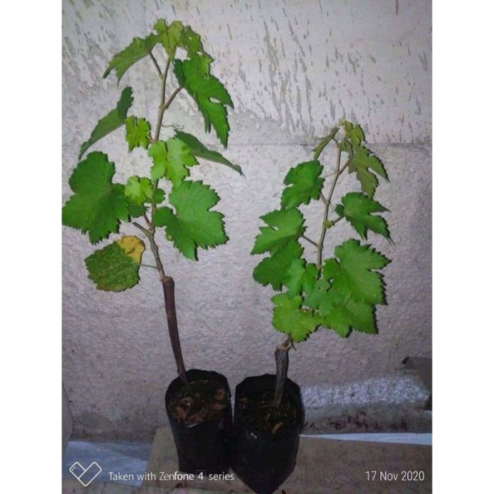 Bibit anggur import baikonur new hasil grafting