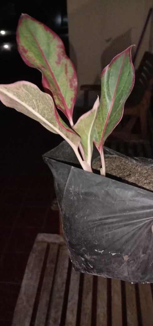 Pohon Aglonema Lipstik Merah/siam Aurora