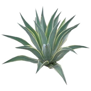 Tanaman Hias Agave Mawar / Agave Mawar