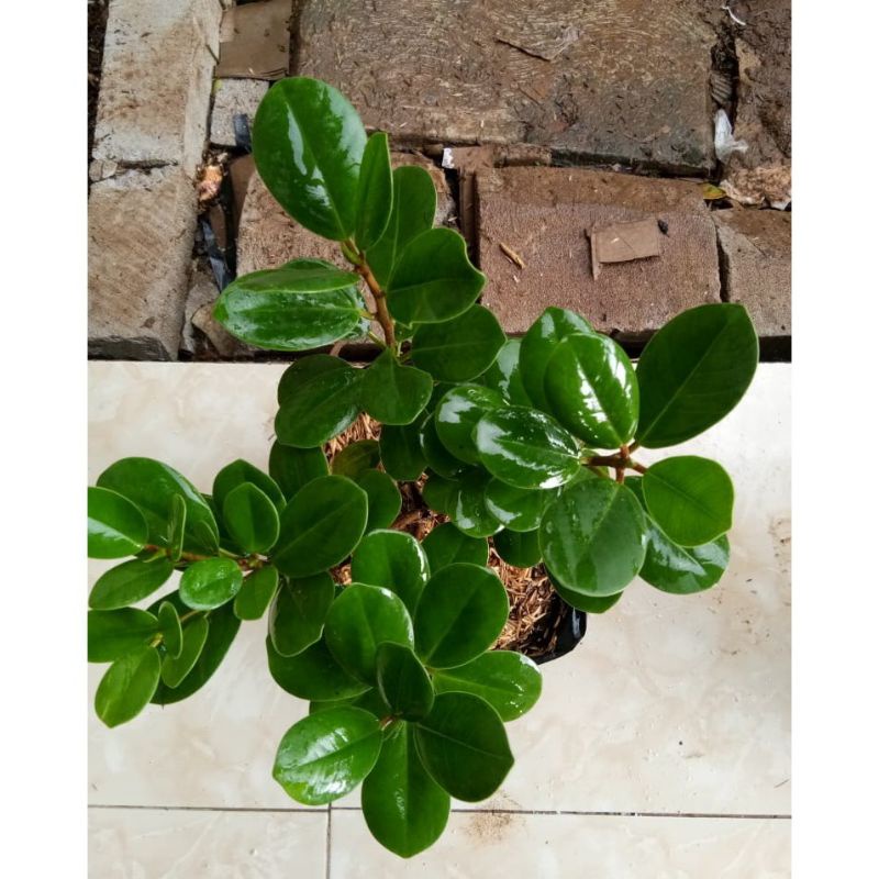 DOLAR# TANAMAN BONSAI#RINGIN DOLAR