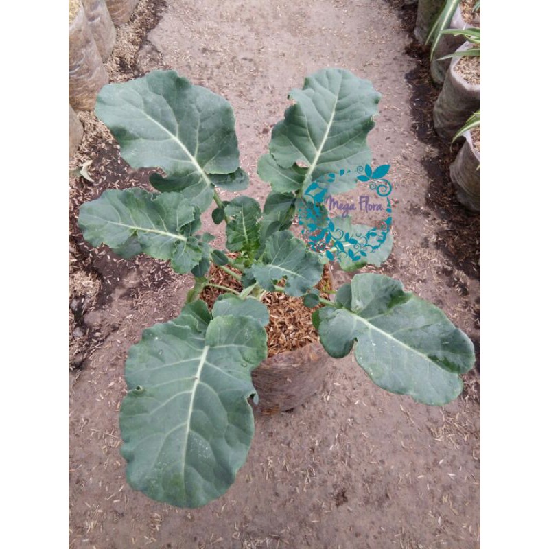 Bibit Broccoli Brokoli Tamaman Sayuran Sayur