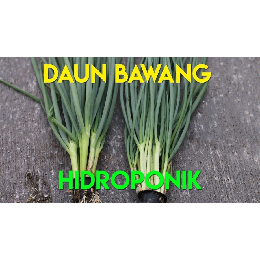 

DAUN BAWANG Hidroponik 200 gr