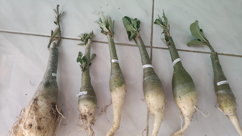 Adenium Grafting royan Empress