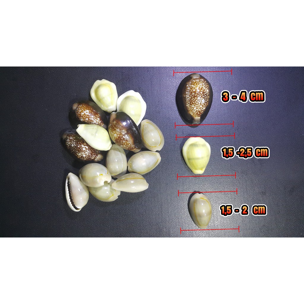 BIJI BEKEL CONGKLAK   KERANG ASLI KEWUK KUWUK HITAM MAINAN ANAK PEREMPUAN TRADISIONAL DAKON BEKLEN-4
