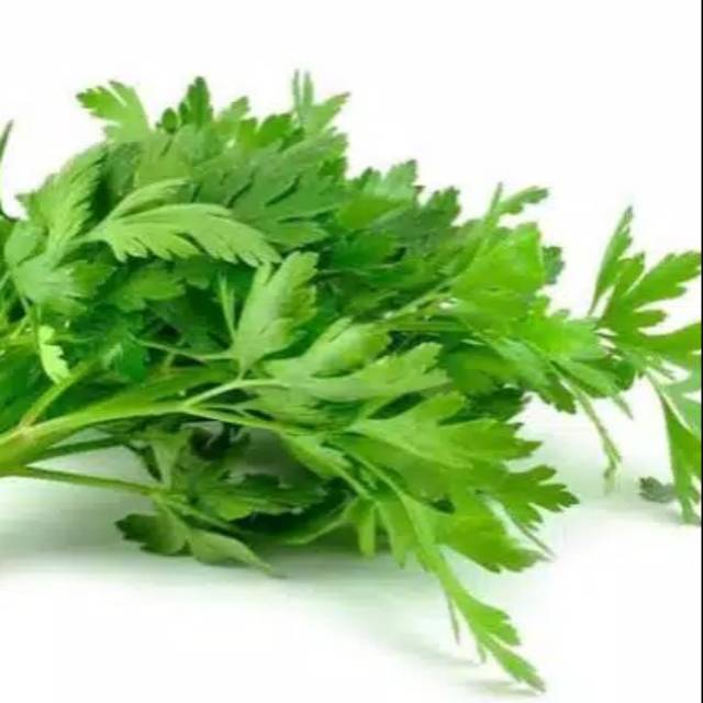 

Daun seledri