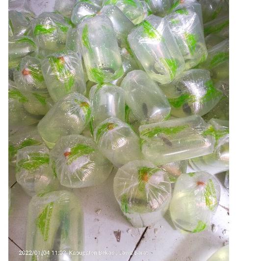 [KODE 8C9DT] (COD) Ikan Channa 9-10 Cm Maru Yellow Centarum (Red Eye) Ys.