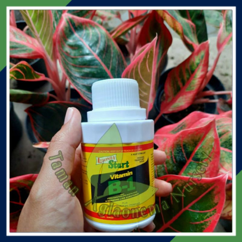 [BISA COD] VITAMIN/OBAT B1/PERTUMBUHAN/PERANGSANG AKAR/AGLONEMA/TANAMAN HIAS/INDOOR & AUTDOOR )