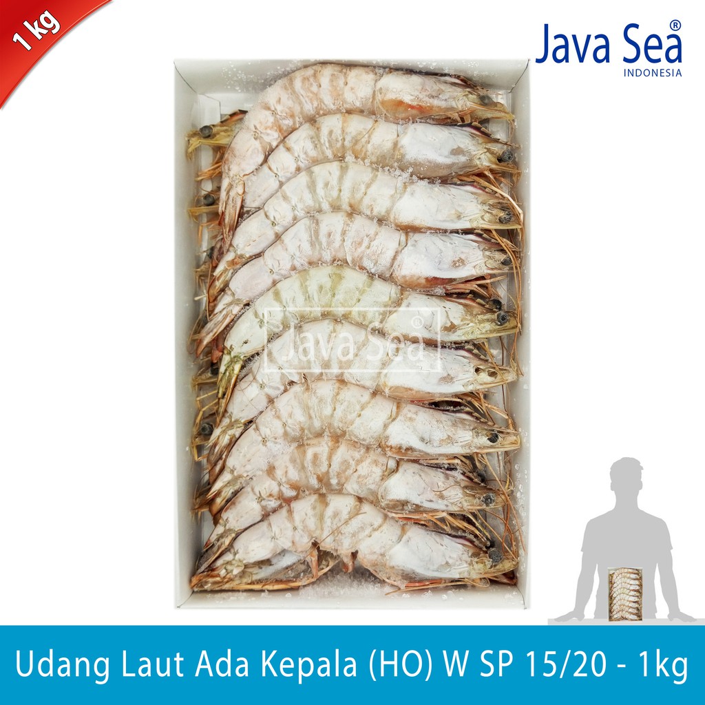 

Udang Laut Utuh Ada Kepala HO W SP 15/20 pack 1kg Sea Praise