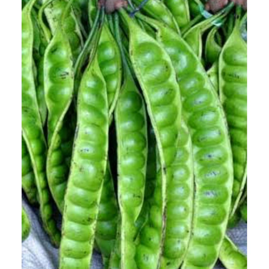 BIBIT POHON PETAI PADI