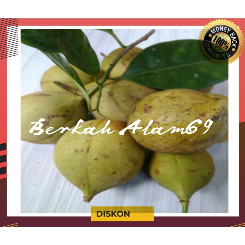 

Readystok Buah Pala Segar Bulat Utuh 500gram