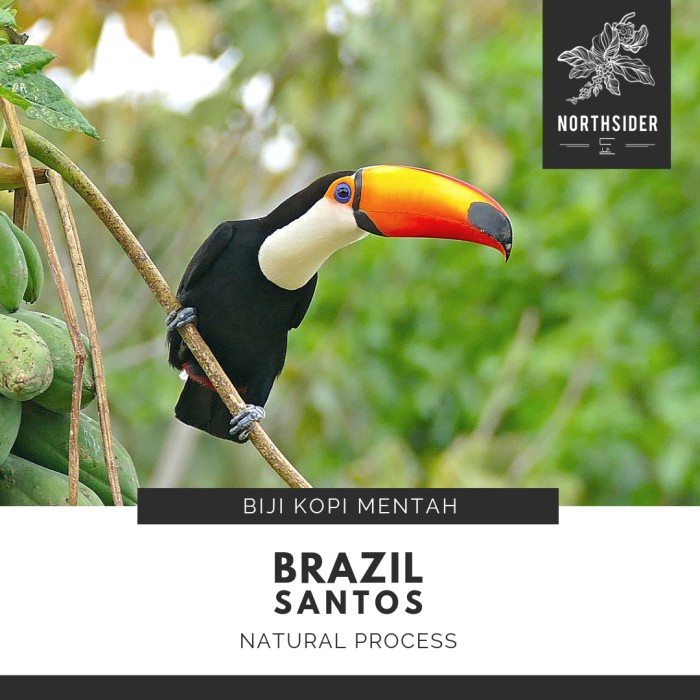 

Kopi-Biji- Biji Kopi Arabika Brazil Santos Sc 17/18 Natural - Biji Kopi Mentah -Biji-Kopi 750