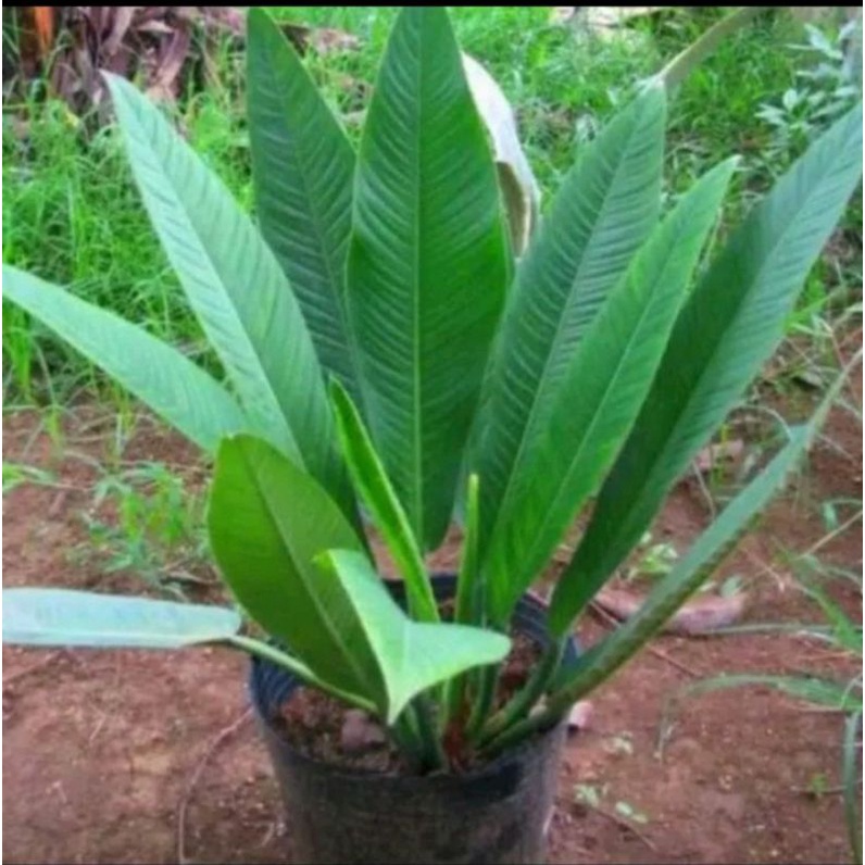 Tanaman Hias Philodendron Rinet - Philo Rinet Dewasa