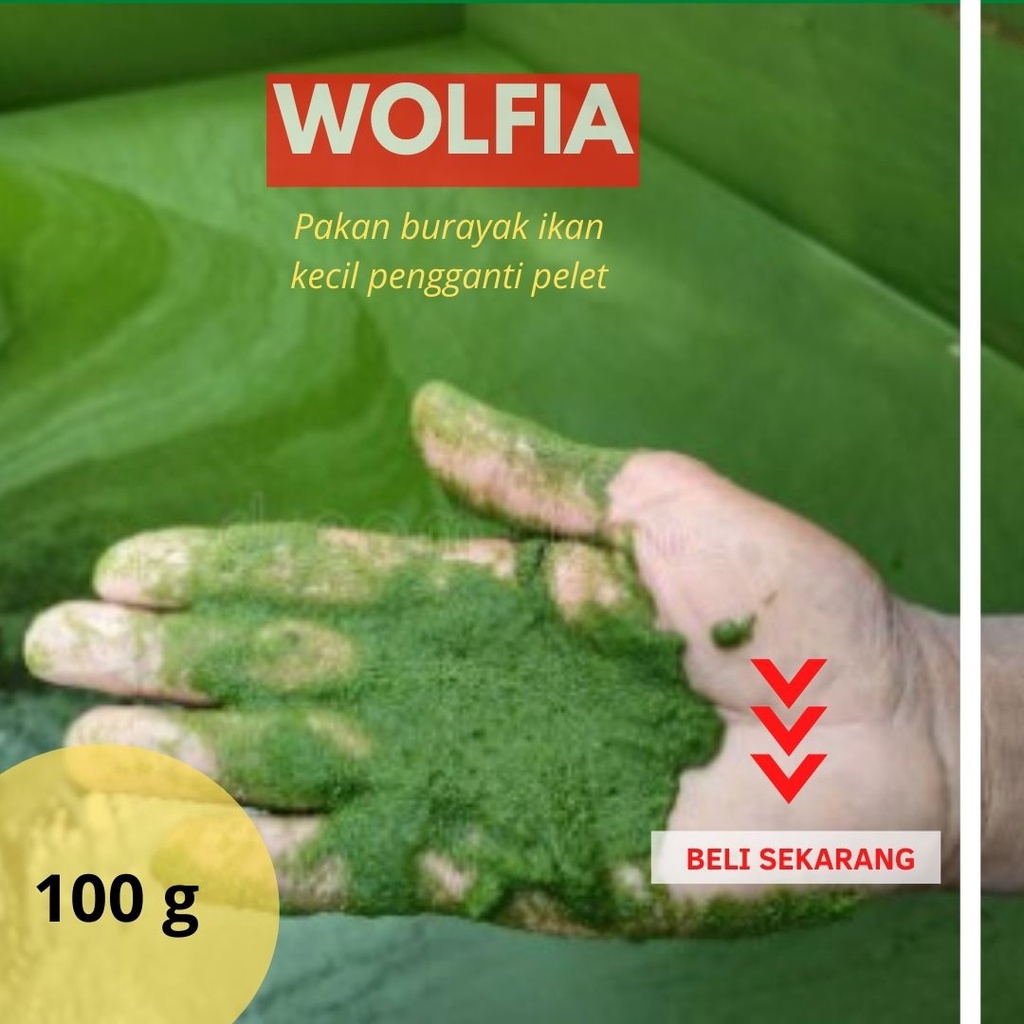 Bibit wolfia  tumbuhan  paku air pakan ternak 100 gram