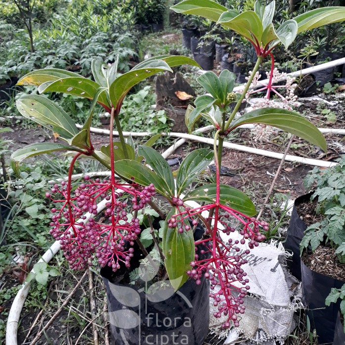 Pohon Buah Parijoto Bibit Pohon Parijoto Bibit Buah Parijoto Tanaman Parijoto