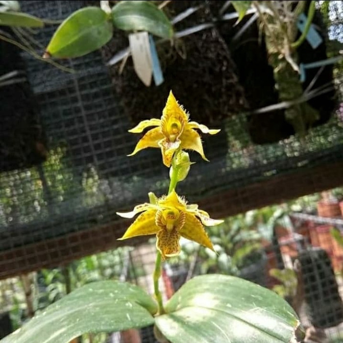 ready Bibit anggrek dendrobium macrophyllum